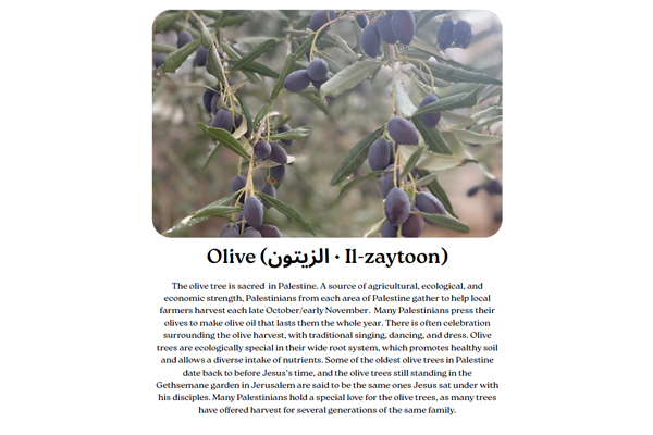 Biblical Botany – Sumud